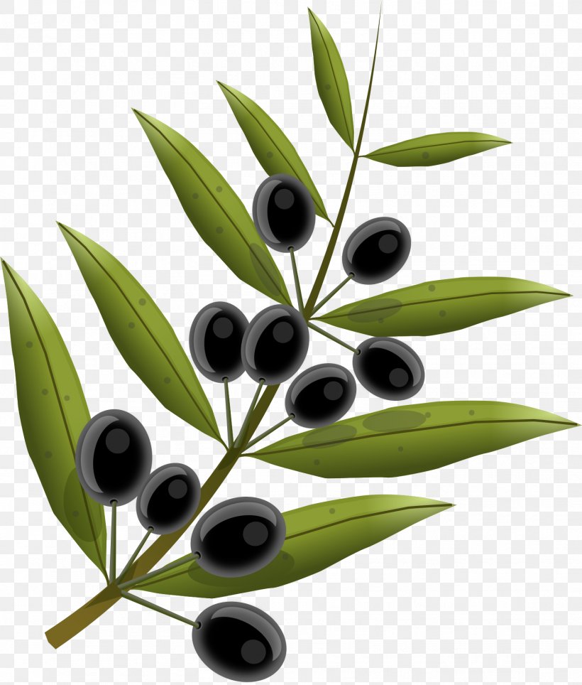 Olive Oil Olive Leaf, PNG, 1519x1786px, Olive, Fruit, Laurel Wreath, Leaf, Oil Download Free