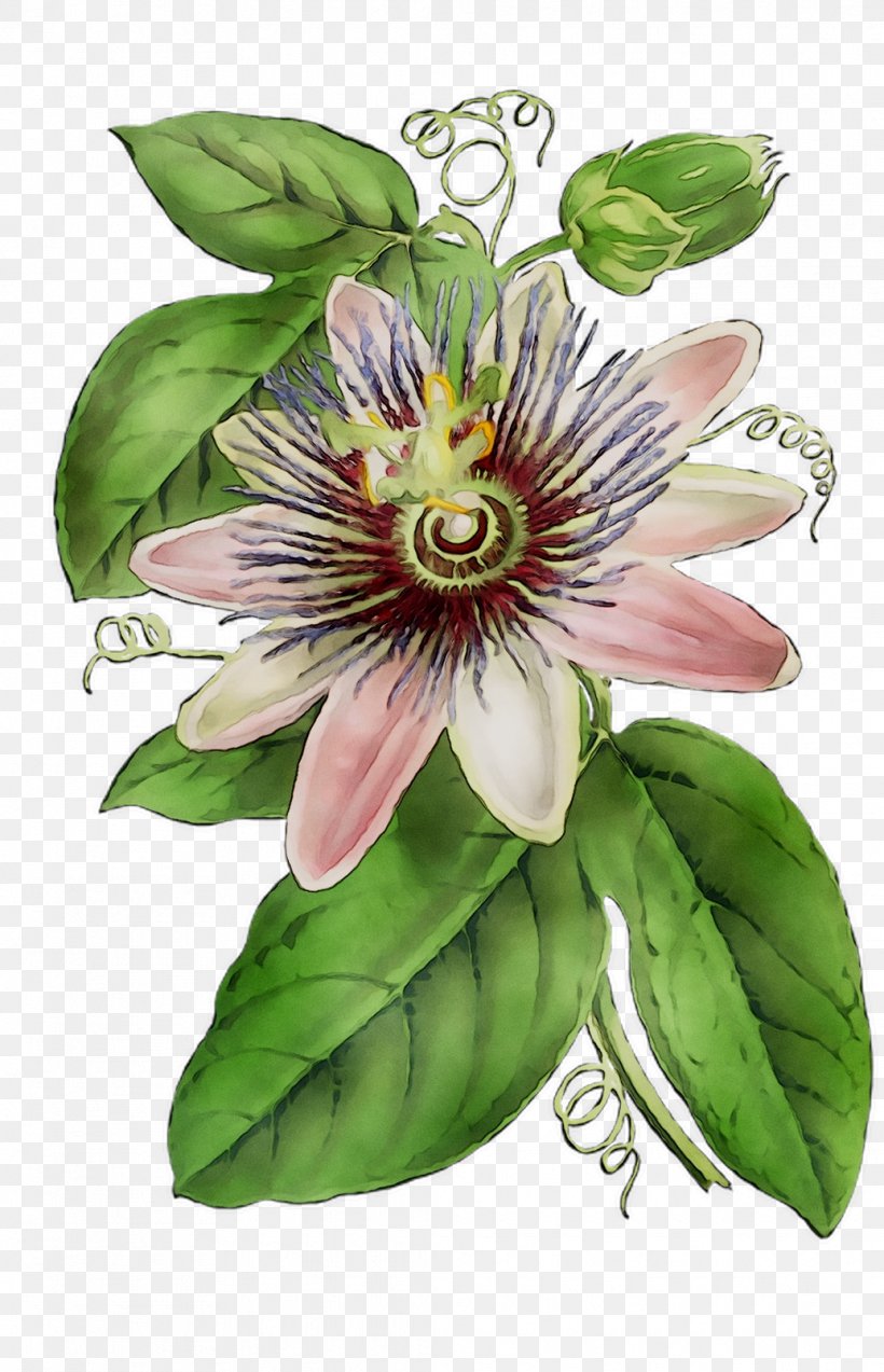 Purple Passionflower Granadilla Lily Of The Incas Passion Flower, PNG, 1035x1607px, Purple Passionflower, Botany, Clematis, Flower, Flowering Plant Download Free