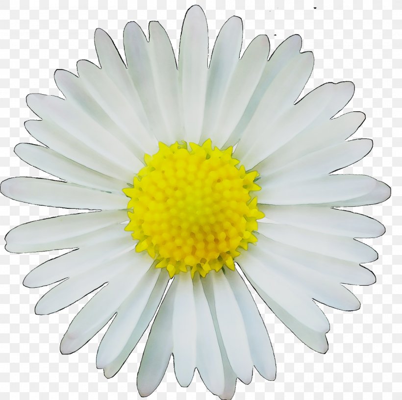Clip Art Image Common Daisy Drawing, PNG, 1871x1862px, Common Daisy, Art, Aster, Asterales, Barberton Daisy Download Free