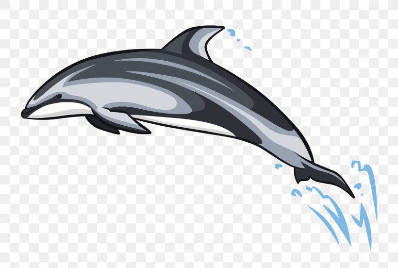 Common Bottlenose Dolphin Short-beaked Common Dolphin White-beaked Dolphin Tucuxi Wholphin, PNG, 1500x1011px, Common Bottlenose Dolphin, Atlantic Whitesided Dolphin, Automotive Design, Bottlenose Dolphin, Cetacea Download Free
