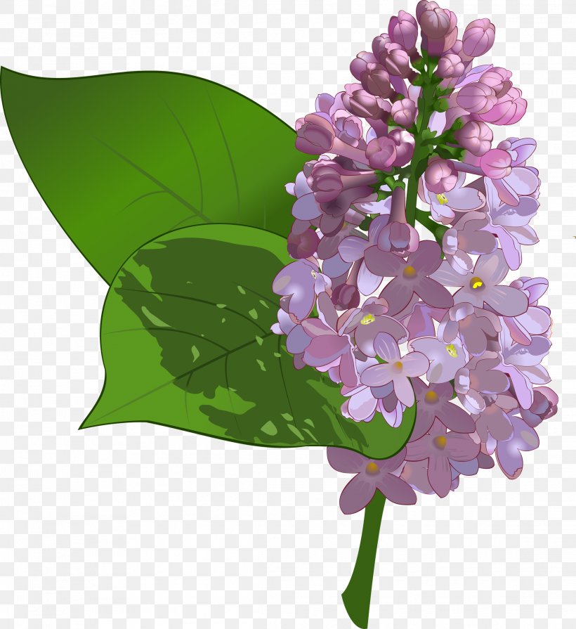 Common Lilac Flower Clip Art, PNG, 2289x2500px, Common Lilac, Branch ...
