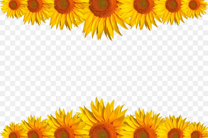 Common Sunflower Download Computer File, PNG, 2000x1333px, Common Sunflower, Calendula, Daisy Family, Flower, Flowering Plant Download Free