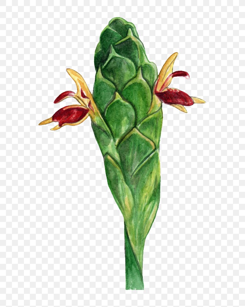 Ginger Ginseng Root Flowering Plant, PNG, 682x1024px, Ginger, Artist, Bud, Drink, Family Download Free