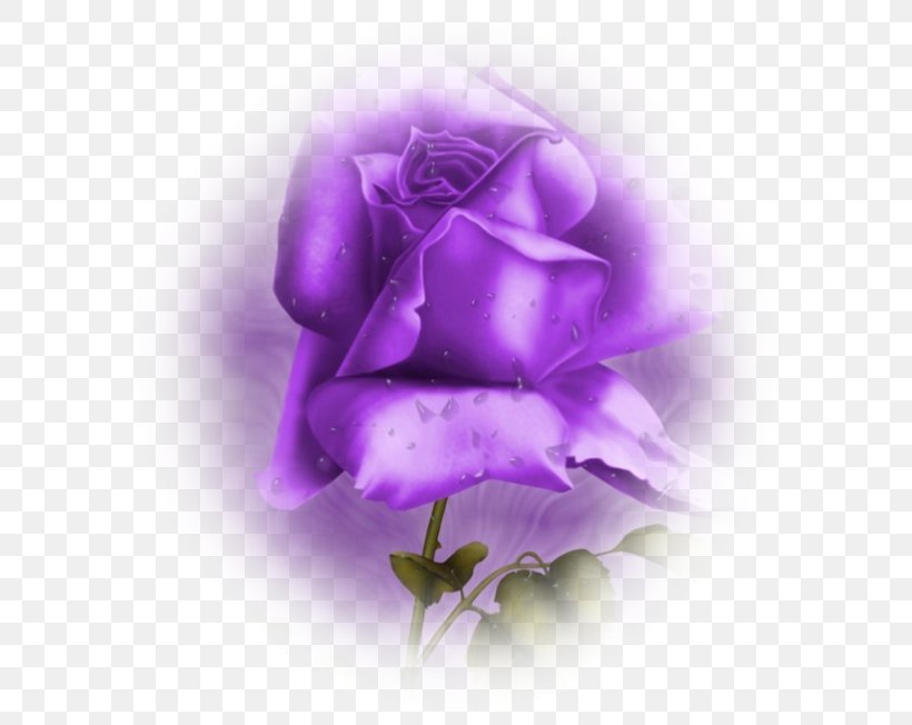 Thought Flower Violet Garden Roses, PNG, 600x652px, Watercolor, Cartoon, Flower, Frame, Heart Download Free