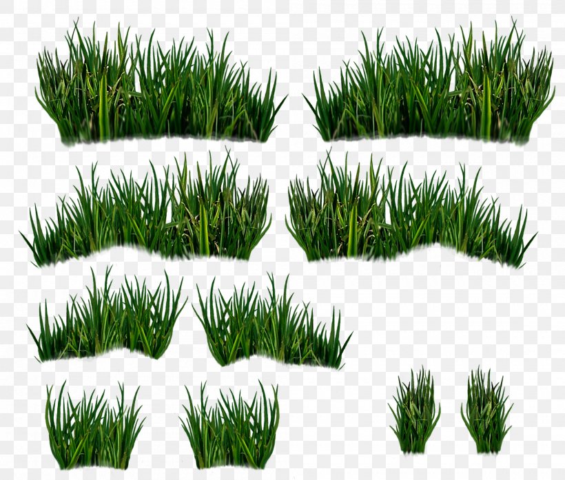 Vetiver Wheatgrass Vegetation Commodity Lawn, PNG, 2000x1700px, Vetiver, Chrysopogon, Chrysopogon Zizanioides, Commodity, Evergreen Download Free