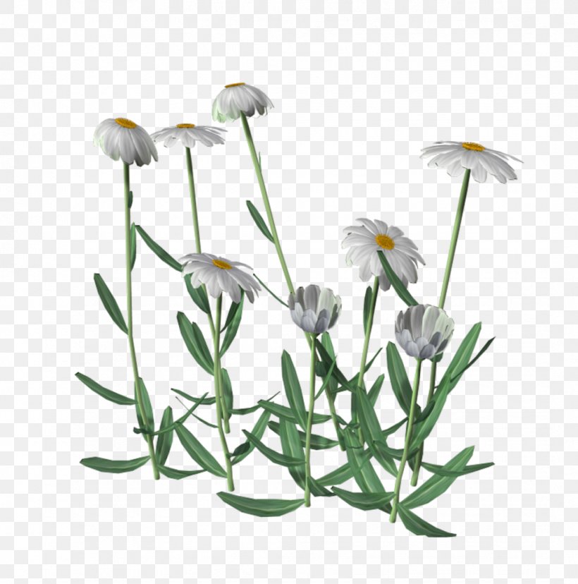 Common Daisy Medicinal Plants Flower Clip Art, PNG, 1069x1080px, Common Daisy, Chamaemelum Nobile, Chamomile, Chrysanthemum, Daisy Download Free