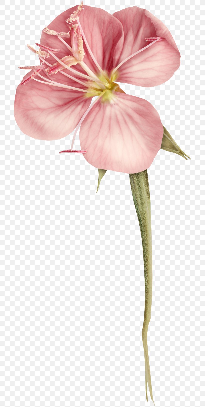 Petal Flower Rose Pink Design, PNG, 714x1625px, Petal, Cut Flowers, Drawing, Flora, Flower Download Free