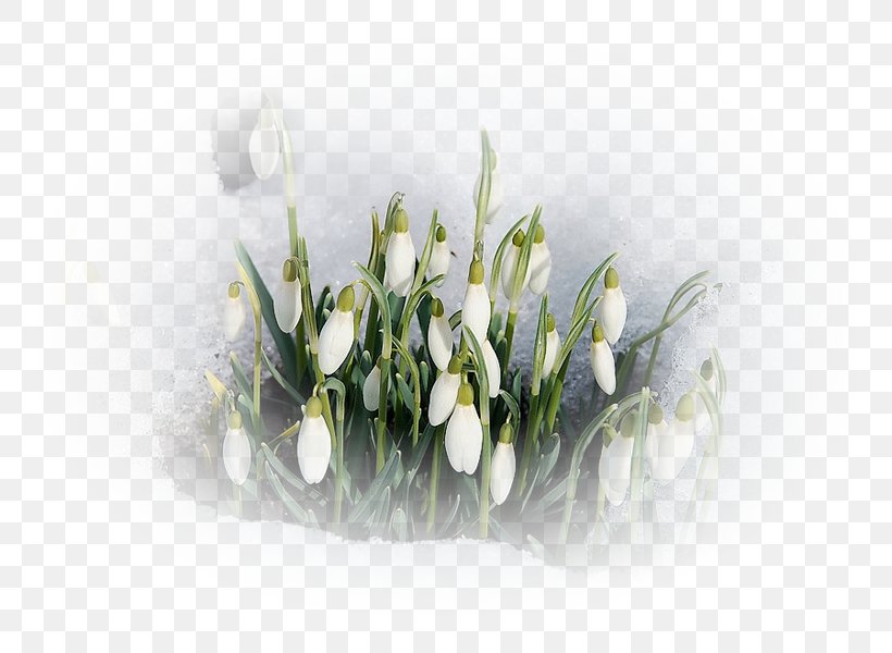 Spring Daytime Flower Snowdrop, PNG, 750x600px, Spring, Blog, Cut Flowers, Daytime, Floral Design Download Free