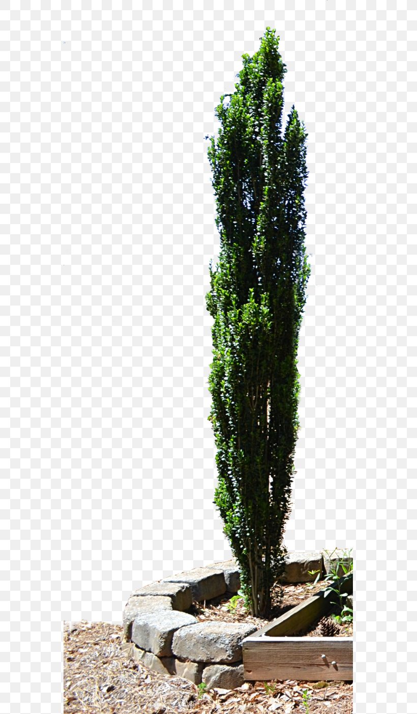 Spruce Mediterranean Cypress Evergreen Tree Planter, PNG, 569x1402px, Spruce, Conifer, Cupressus, English Yew, Evergreen Download Free