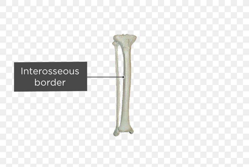 Tibia And Fibula Anatomy Iliac Crest, PNG, 745x550px, Fibula, Anatomy, Anterior Tibial Vein, Bone, Bone Fracture Download Free