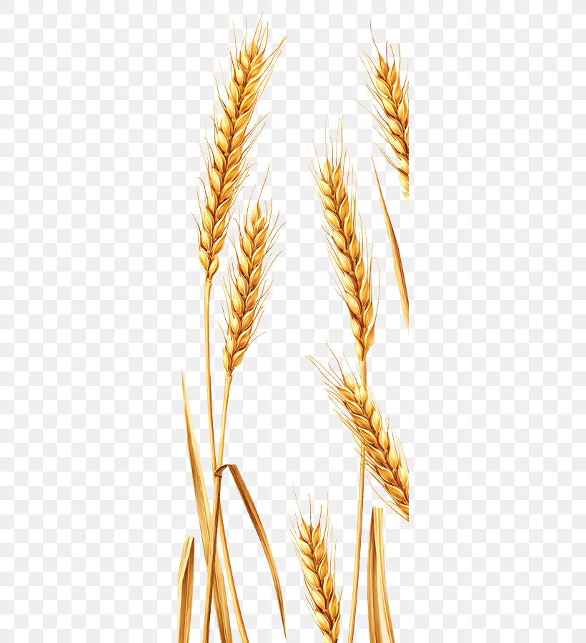 Emmer Durum Spelt Rye, PNG, 324x900px, Emmer, Caryopsis, Cereal, Cereal Germ, Commodity Download Free