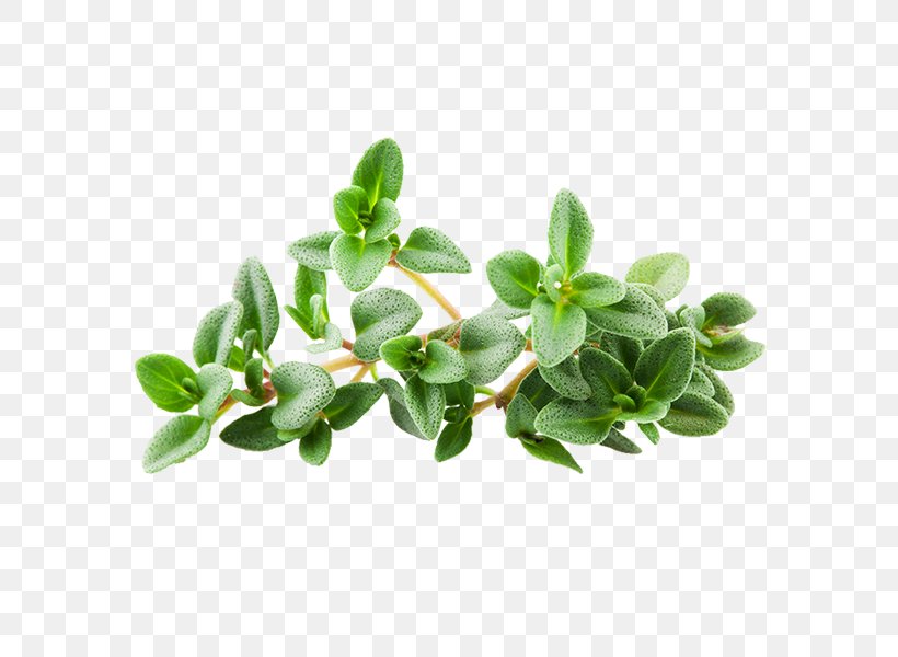 Lemon Thyme Tea Herb Breckland Thyme, PNG, 600x600px, Thyme, Breckland Thyme, Common Purslane, Essential Oil, Flavor Download Free