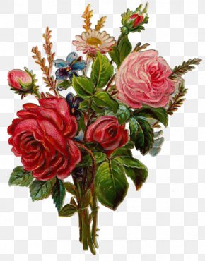 old roses and english roses flower garden roses png 1251x1600px old roses and english roses art artificial flower blume cut flowers download free english roses flower garden roses png