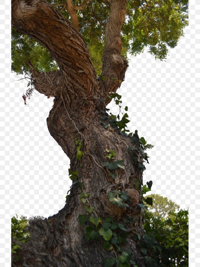Tree Stump Trunk Wood, PNG, 727x1098px, Tree, Arborist, Branch, Houseplant, Oak Download Free