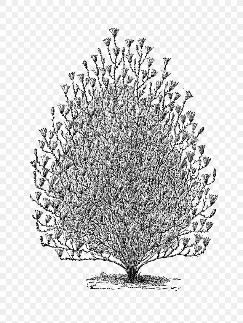 Twig Drawing Pine /m/02csf Line, PNG, 1206x1600px, Twig, Black And White, Branch, Drawing, Flowering Plant Download Free