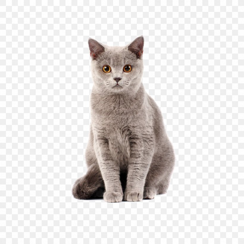 British Shorthair Kitten Dog–cat Relationship Cat Food, PNG, 1000x1000px, British Shorthair, American Wirehair, Animal, Asian, Australian Mist Download Free