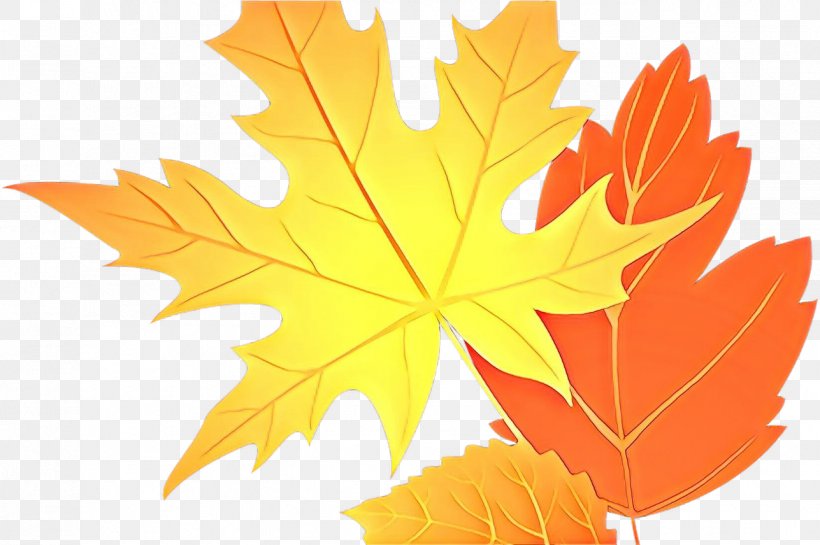 Maple Leaf, PNG, 1287x856px, Cartoon, Black Maple, Deciduous, Leaf, Maple Leaf Download Free