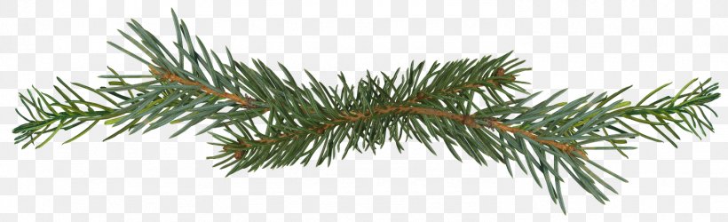 Spruce Pine Conifer Cone Fir Conifers, PNG, 1489x454px, Spruce, Branch, Bristlecone Pine, Conifer, Conifer Cone Download Free