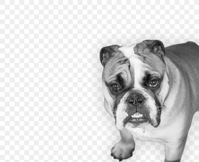 Valley Bulldog Old English Bulldog Olde English Bulldogge Toy Bulldog Pug, PNG, 900x735px, Valley Bulldog, Black And White, British Bulldog, British Bulldogs, Bulldog Download Free