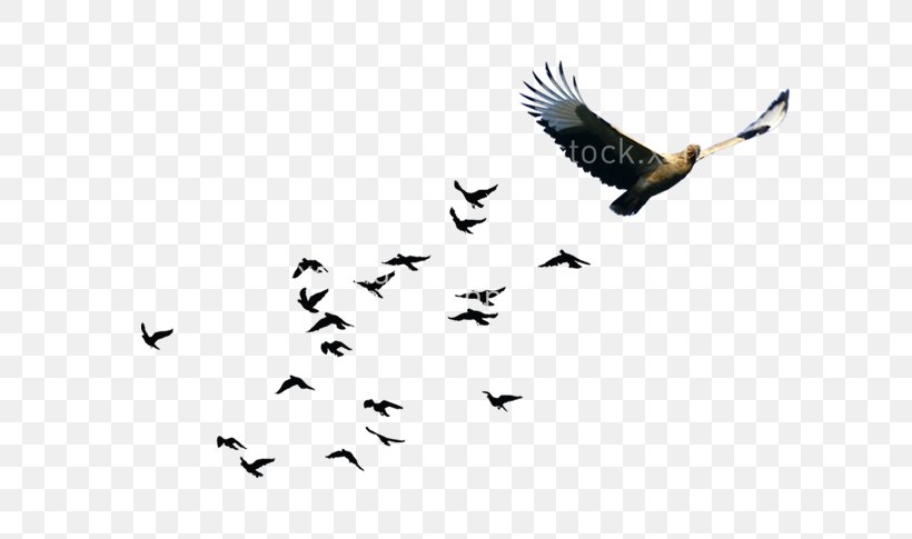 Bird Goose Flock, PNG, 666x485px, Bird, Animal Migration, Beak, Bird Migration, Common Blackbird Download Free