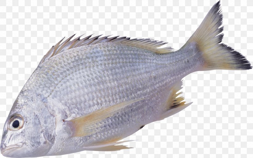 Fish, PNG, 2480x1553px, Fish, Barramundi, Bony Fish, Carp, Fauna Download Free