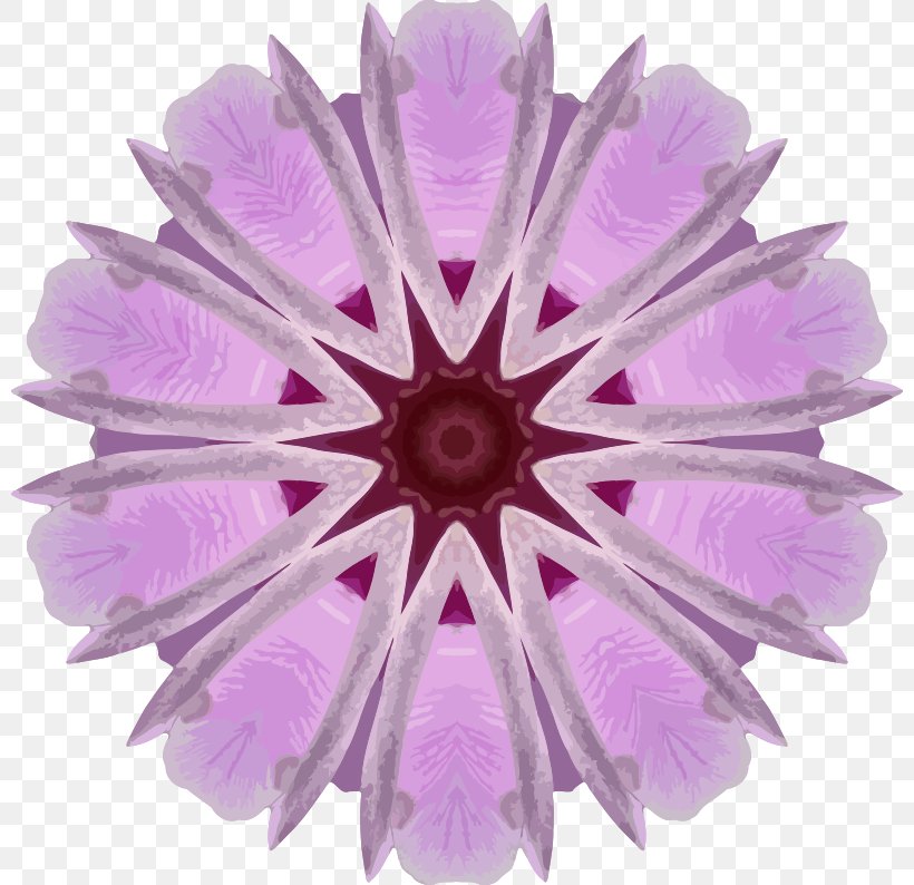 Flower Transvaal Daisy Clip Art, PNG, 800x794px, Flower, Cut Flowers, Fuchsia, Kaleidoscope, Lilac Download Free