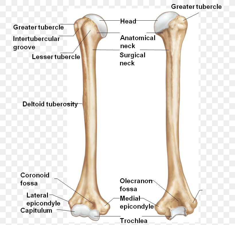 Greater Tubercle Deltoid Tuberosity Trochlea Of Humerus Lesser Tubercle, PNG, 756x785px, Watercolor, Cartoon, Flower, Frame, Heart Download Free