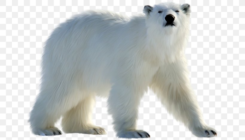 Polar Bear Bear Animal Figure Polar Bear Snout, PNG, 640x469px, Polar Bear, Adaptation, Animal Figure, Bear, Snout Download Free
