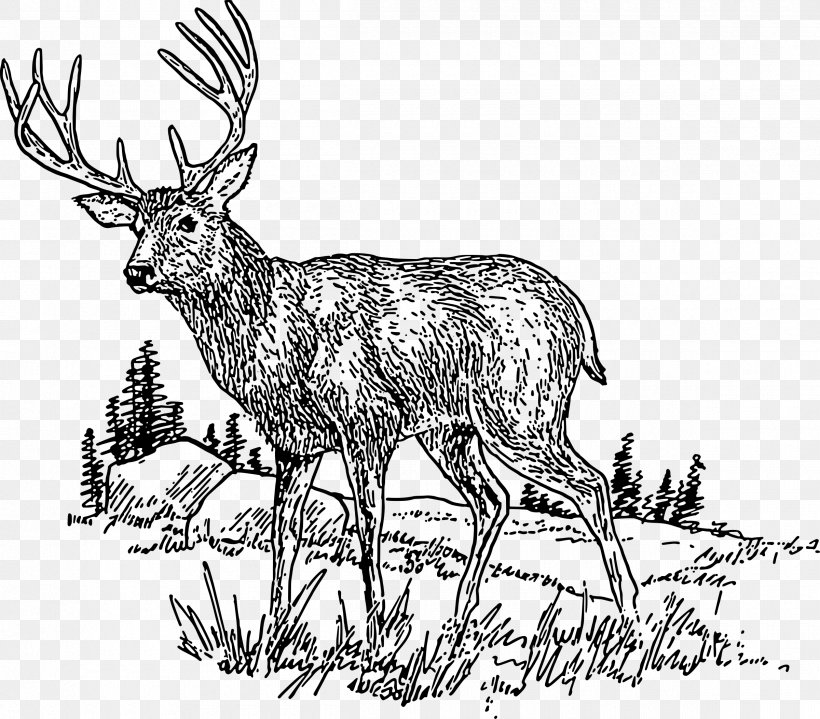 White-tailed Deer Clip Art, PNG, 2400x2107px, Deer, Antler, Black And White, Deer Hunting, Drawing Download Free