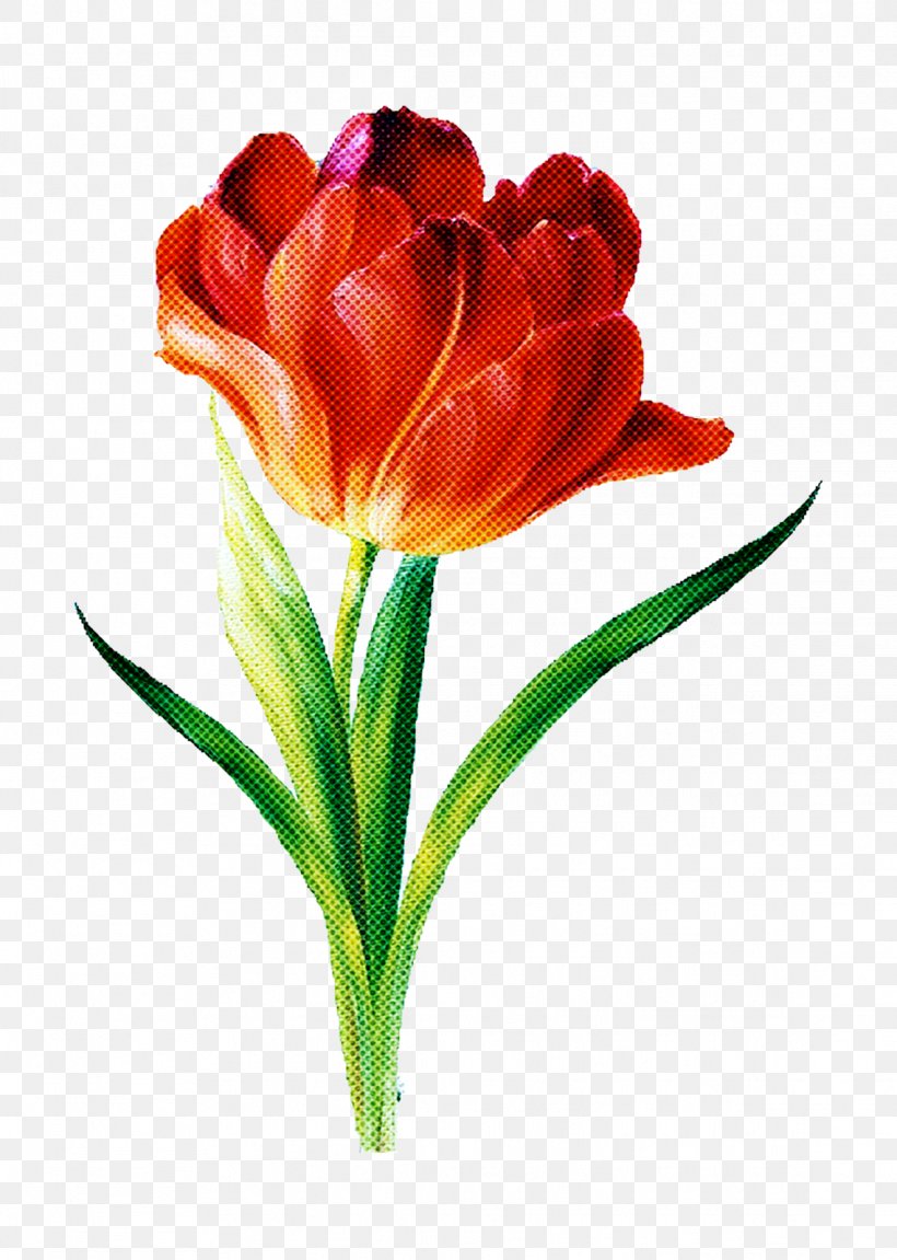 Flower Flowering Plant Petal Cut Flowers Tulip, PNG, 1139x1600px, Flower, Cut Flowers, Flowering Plant, Lily Family, Pedicel Download Free