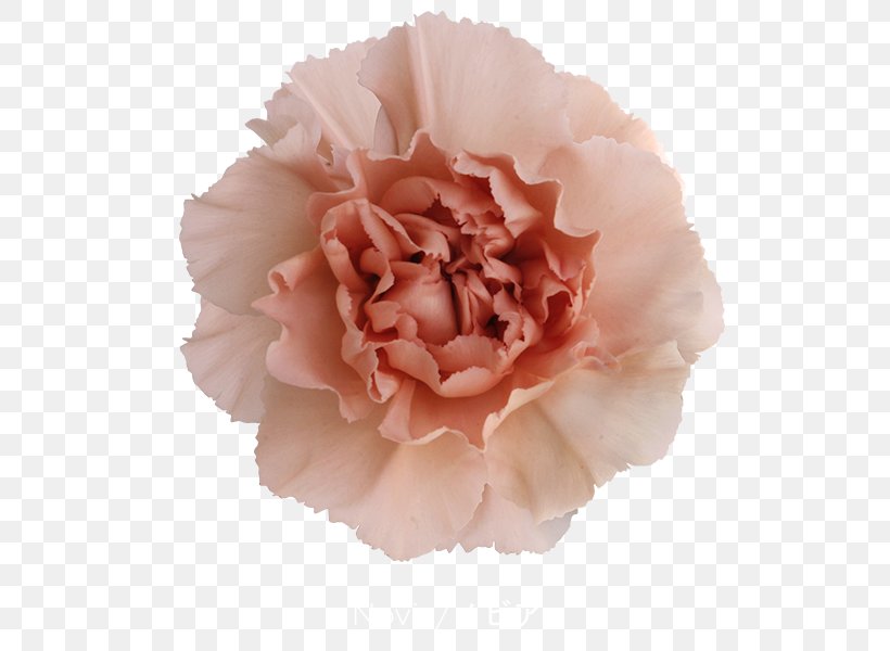 Cabbage Rose Carnation Cut Flowers Pink Petal, PNG, 600x600px, Cabbage Rose, Advanced Info Service, Boyfriend, Burgundy, Carnation Download Free