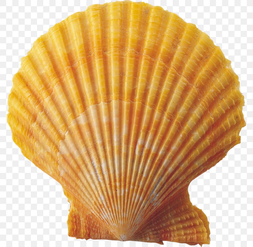 Seashell Conch Clip Art, PNG, 777x800px, Seashell, Clams Oysters Mussels And Scallops, Cockle, Conch, Decorative Fan Download Free