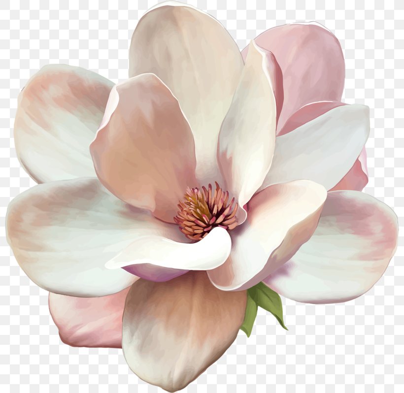 Southern Magnolia Stock Photography Royalty-free Flower, PNG, 800x798px, Southern Magnolia, Blossom, Cut Flowers, Depositphotos, Flower Download Free