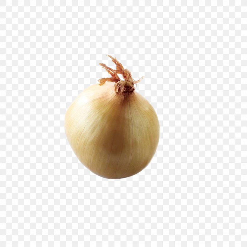 Yellow Onion, PNG, 1024x1024px, Yellow Onion, Food, Ingredient, Onion, Onion Genus Download Free