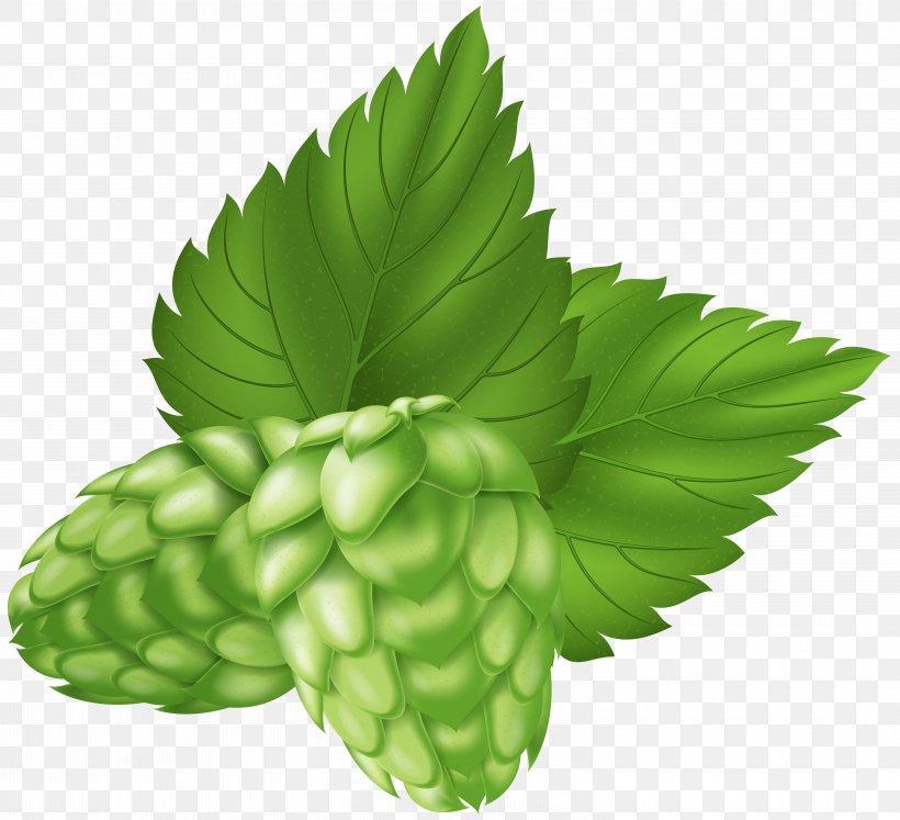 Beer Hops Clip Art Image, PNG, 6000x5467px, Beer, Art, Art Museum, Brewery, Budweiser Download Free