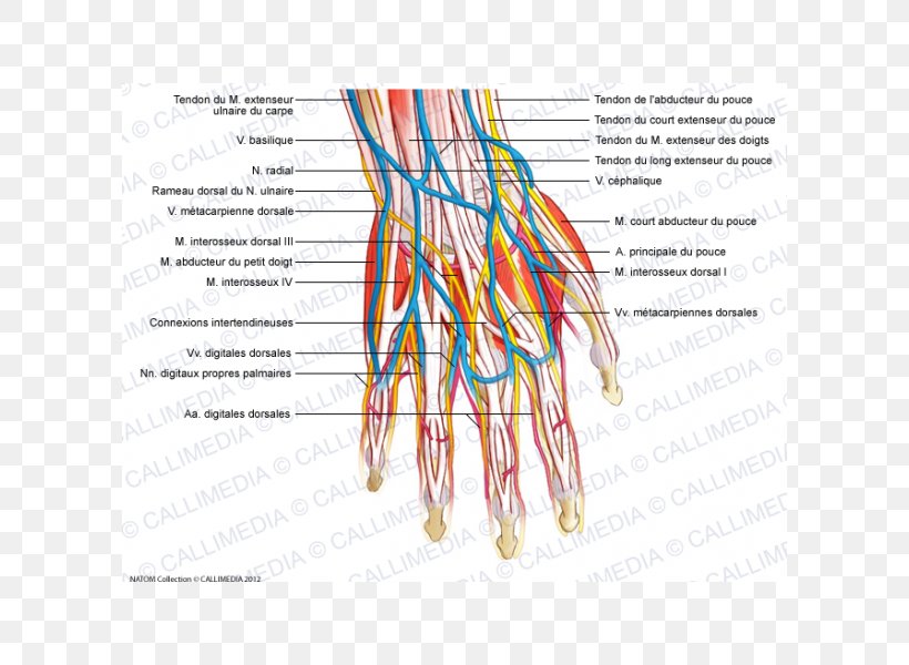 Hand Blood Vessel Nervous System Muscle Muscular System, PNG, 600x600px