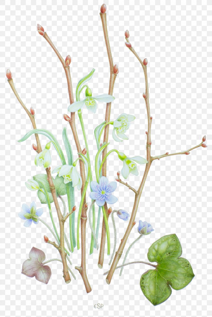Painting Kaiserstuhl Floral Design Plant Stem Drawing, PNG, 1000x1495px, Painting, Botany, Branch, Cut Flowers, Drawing Download Free