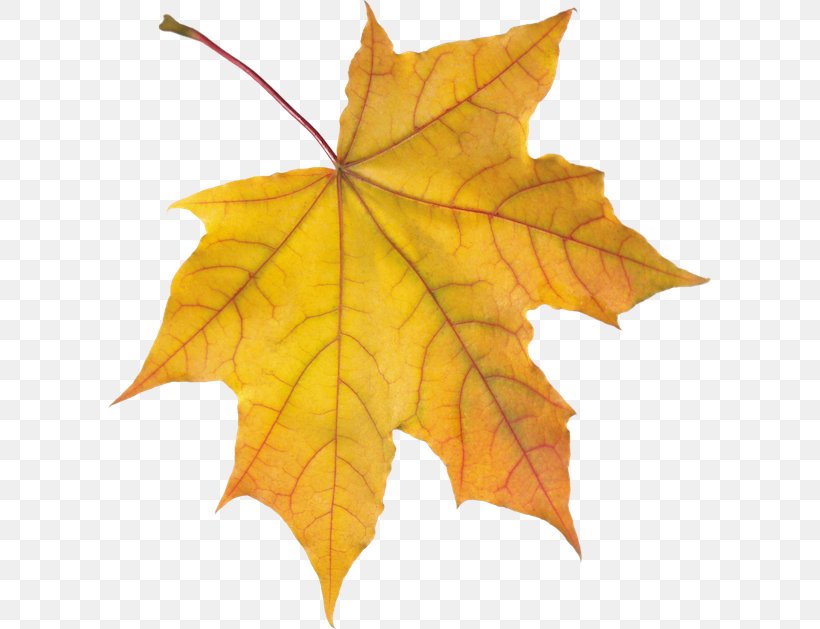 Autumn Leaf Drawing, PNG, 640x629px, Leaf, Animation, Autumn, Autumn Leaf Color, Beech Download Free