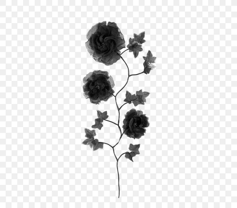 Floral Design Cut Flowers Petal, PNG, 564x720px, Floral Design, Black, Black And White, Black M, Cut Flowers Download Free