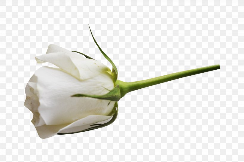 Garden Roses White Flower, PNG, 4288x2848px, Rose, Bud, Color, Cut Flowers, Flower Download Free