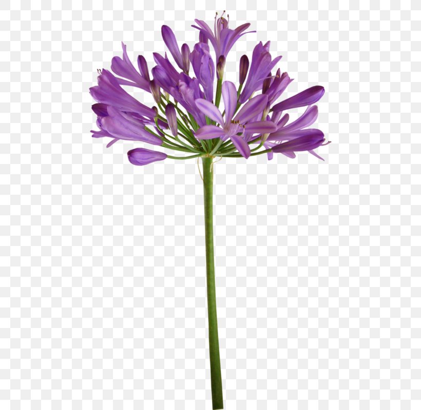 Lily Of The Incas Cut Flowers Plant Stem Purple Herbaceous Plant, PNG, 473x800px, Lily Of The Incas, Agapanthus, Botany, Cut Flowers, Flower Download Free