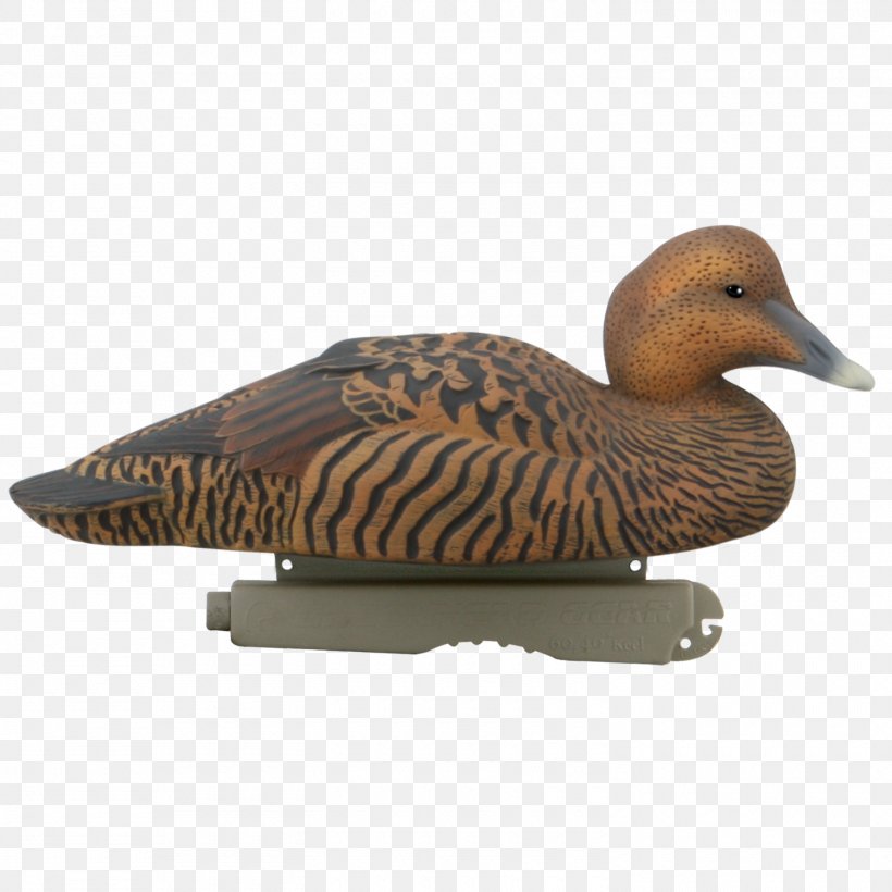 Mallard Goose Duck Common Eider King Eider, PNG, 1500x1500px, Mallard, American Black Duck, Anseriformes, Beak, Bird Download Free