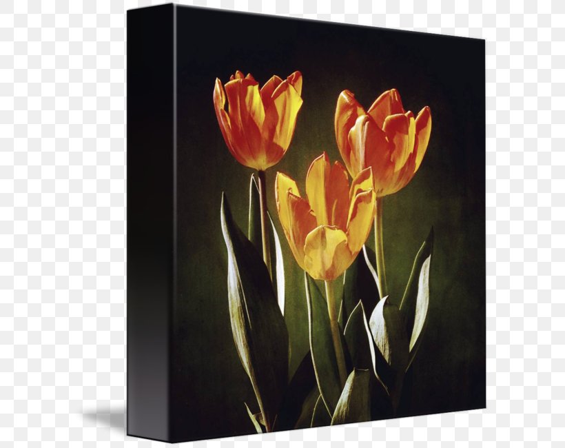 Tulip Still Life Photography Canna Floristry, PNG, 606x650px, Tulip, Acrylic Paint, Acrylic Resin, Canna, Canna Family Download Free