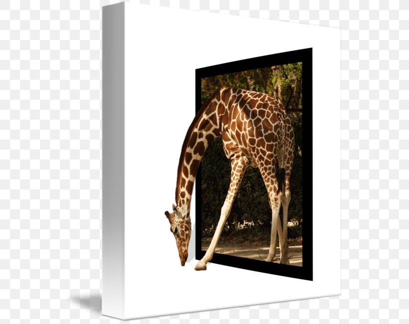 Giraffe Picture Frames Window, PNG, 560x650px, Giraffe, Bed Frame, Drawing, Fauna, Giraffidae Download Free