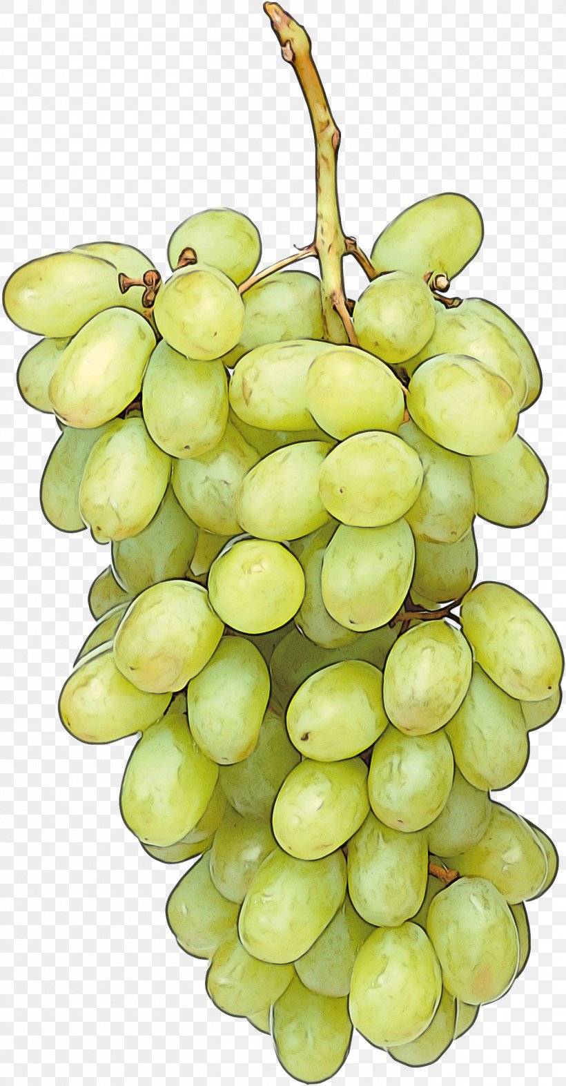 Grape Seedless Fruit Sultana Plant Fruit, PNG, 1411x2707px, Grape, Flower, Food, Fruit, Grapevine Family Download Free