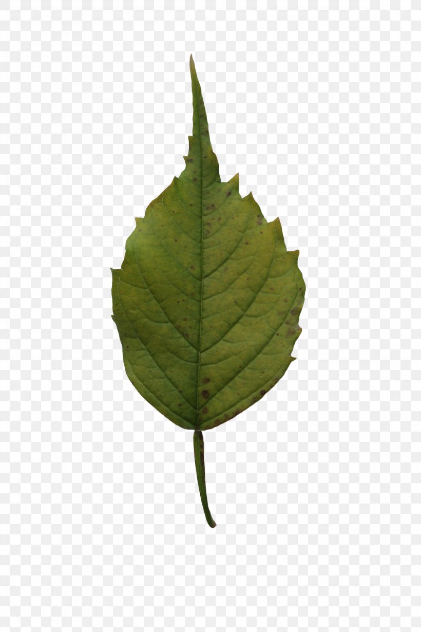 Leaf Tree Birch Plant, PNG, 2304x3456px, Leaf, Alder, Birch, Color, Green Download Free