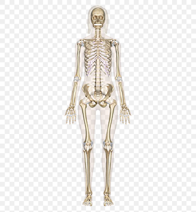 The Skeletal System Human Skeleton Human Body Bone Anatomy, PNG, 313x886px, Watercolor, Cartoon, Flower, Frame, Heart Download Free