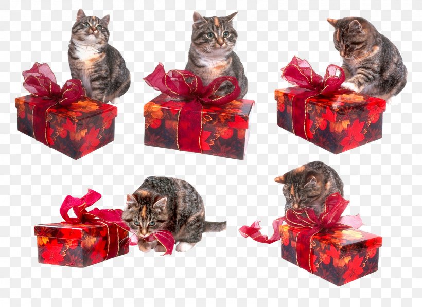 Cat Gift Kitten Holiday Clip Art, PNG, 1600x1165px, Cat, Albom, Box, Cat Like Mammal, Christmas Download Free