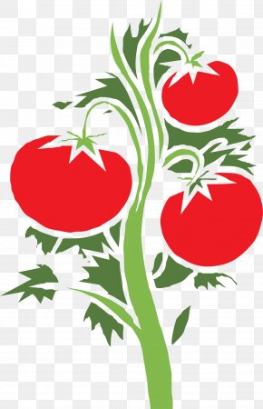 Cherry Tomato Plant Vegetable Clip Art, PNG, 800x1390px, Cherry Tomato,  Artwork, Asparagus, Branch, Drawing Download Free