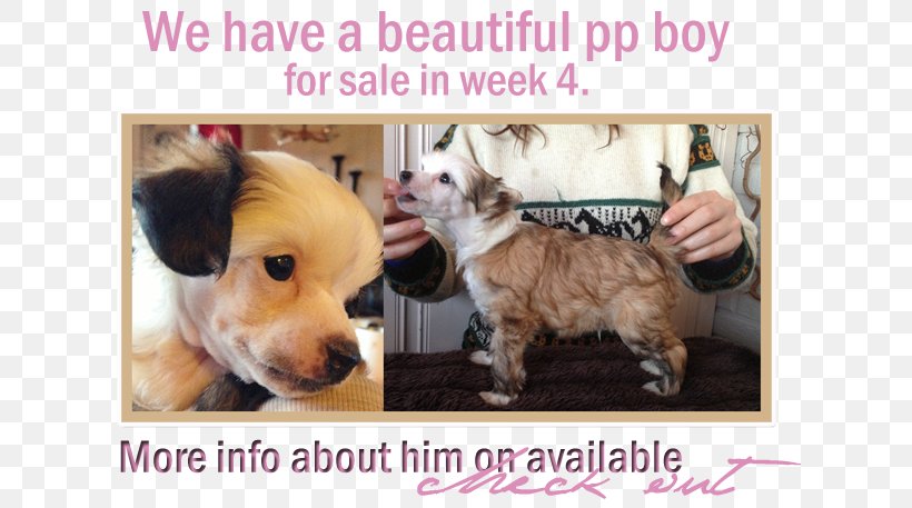 Dog Breed Chihuahua Puppy Love Companion Dog, PNG, 630x457px, Dog Breed, Breed, Carnivoran, Chihuahua, Companion Dog Download Free